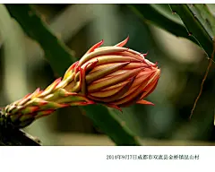 【说说你用过的名字】
虬龙高跃欲量天，我有个霸气侧露的名字量天尺。
霸王鞭、也叫鞭王花、风雨花、番花、剑花、七星剑花、假昙花、三棱剑、三角火旺、三角柱、蛇鞭柱、仙蜜果、玉龙果、龙珠果、红龙果、麒麟果、我有很多名字，但大家最耳熟能详的是火龙果。我用过19个名字
指点江山，激扬文字, 粪土当年万户侯。石山、石三伢子、润之、二十八画生…毛大大用过26个名字，你呢？
