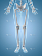 人类骨架,女性,腿,垂直画幅,女人,股骨,腓骨,蓝色,绘画插图