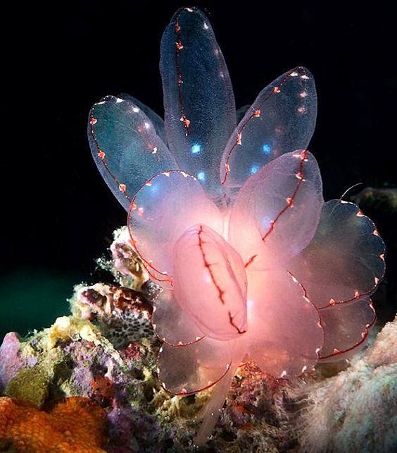 Cyerce elegans (Sea ...