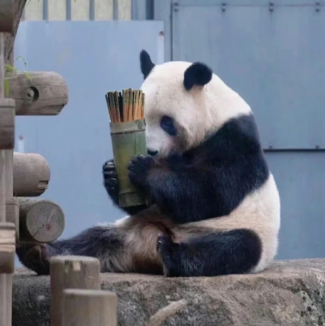 熊猫头像 