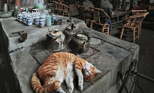 猫早已习惯了老茶馆的喧嚣，旁若无人般悠闲...