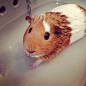 Minerva Enjoying A Bath | Cutest Paw