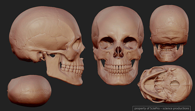 Articulated skull, B...