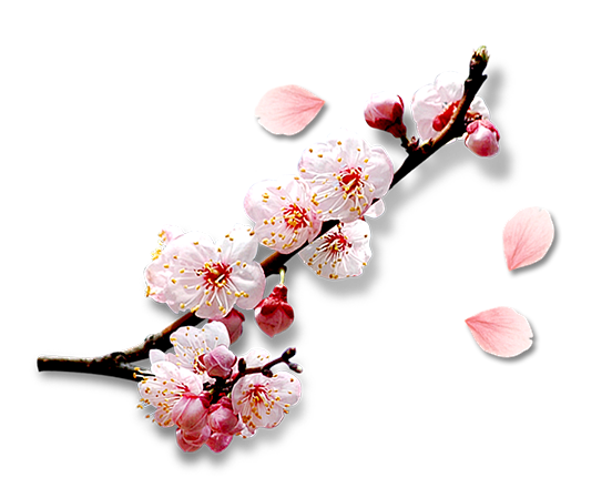 梅花素材