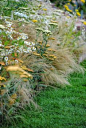Soft burnt oranges. Achillea, Stipa tenuissima, and Tanacetum parthenium