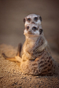 Meerkats: 