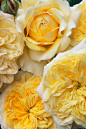 黄玫瑰和牡丹