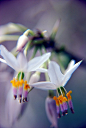 new zealand rock lily | Amazing ✈ World