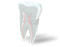 Nerves in teeth