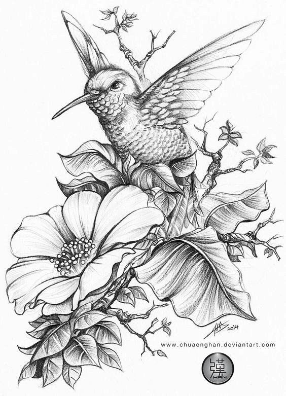 Hummingbird by chuae...