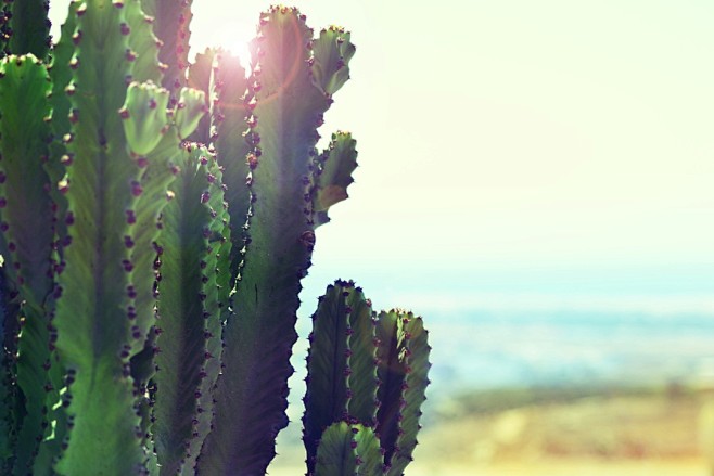 cactus in the sun, b...