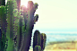 cactus in the sun, by Jo Jo | Unsplash