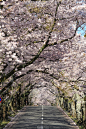 日本伊豆高原一排樱花树