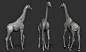 Giraffe, Jess O'Neill : Sculpted and painted in ZBrush from skeleton to skin.