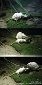 [【生死相依的故事】] 动物园，饲养员给竹叶青蛇喂食小白鼠。via：许康平 - 小白鼠迅速被竹叶青蛇吞在嘴里，另一只小白鼠赶来奋力“营救”，想拉出自己的同类。不久这只小白鼠被另一条蛇活吞。