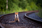 Fox on railroad by Toni Hallikas on 500px