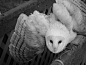 Barn Owl by Kayllik