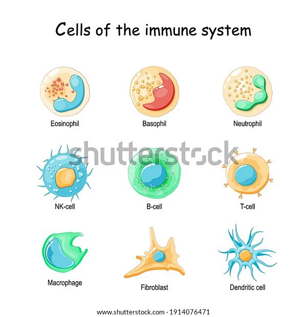 Cells of the immune system. White blood cells or leukocytes: Eosinophil ...