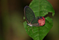 Cithaerias merolina 分线绡眼蝶