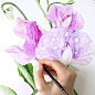 Ahh, so fresh!  Just before my baby girl Fern was born I worked on these  rain soaked Sweet Peas for a 'solo' class in my online school...