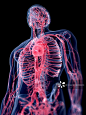 人体垂直血管系统图解图片素材