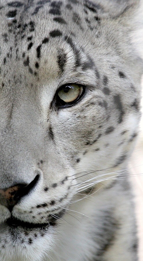 Snow Leopard | Anima...