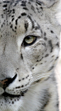 Snow Leopard | Animals