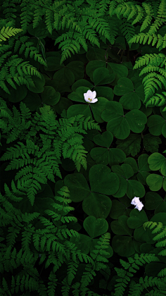 还是泡芙小姐吖采集到绿绿绿,就要绿(√)