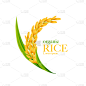 稻,矢量,绘画插图,泰国文化,分离着色,农业,传统,自然界的状态,碳水化合物,面包