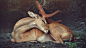 deer | Tumblr