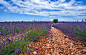 Valensole Plain Lavender by Severine Blaise on 500px