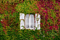 Live wall, ivy wall, window and vine HD photo by Samuel Zeller (@samuelzeller) on Unsplash : Download this photo in Vannes, France by Samuel Zeller (@samuelzeller)