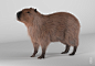 Capybara, Anton Osipkov : This is CAPYBARA. That's all I wanted to say.