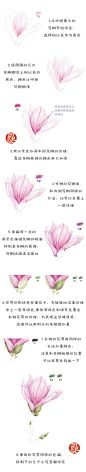 #每天10分钟，跟飞乐鸟学画画#本周送上“花开好时节”，迎春玉兰花开俏丽，开放时洋溢着淡淡幽香，大家跟随本周内容一起描绘这些美丽的花朵吧。