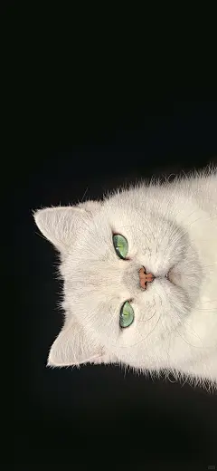 高冷猫猫᳐ ੭壁纸来啦 - 小红书