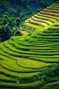 diterra:

Rice terrace fields (by [ 117 Imagery ])