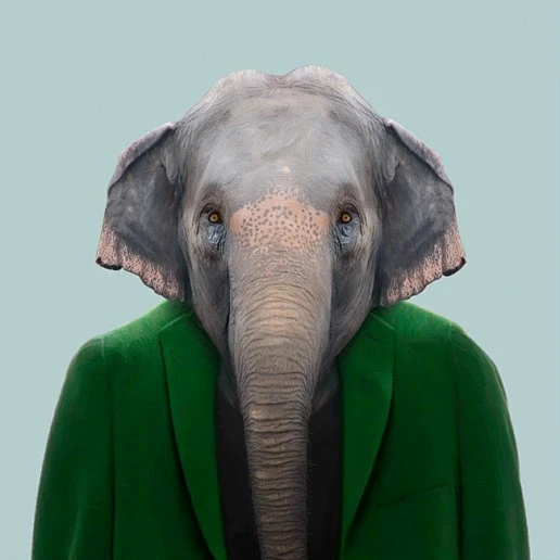 Asiatic Elephant - Elephas Maximus