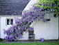 What a beautiful wisteria stairway