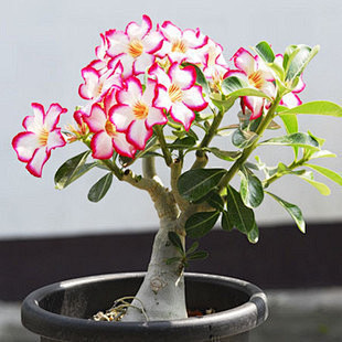 新品花卉 多肉植物 沙漠玫瑰 净化空气 ...