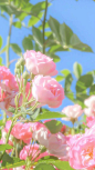 花
摄影：卢卡天使
#冷瞳