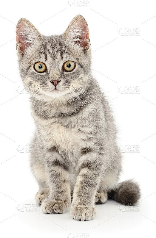 白底上的小猫素材-花瓣网