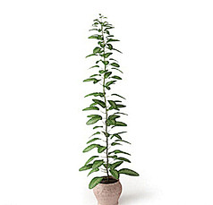 绿化植物植物图片设计