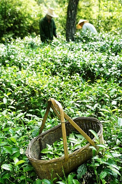 武夷茶香---白云寺，茶园