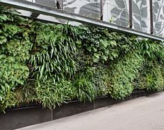 External green wall,...