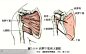 人体解剖--骨骼，肌肉很全面的套图