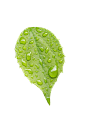 露珠