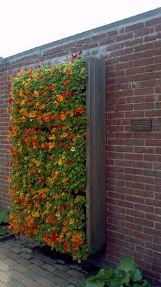 vertical garden