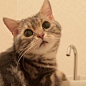 那只喝不到水的猫咪nagomu的新一波喝水图又来了，人家只是想洗头你有意见啊！