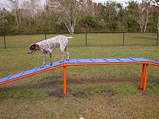 Walk-the-plank Dog P...