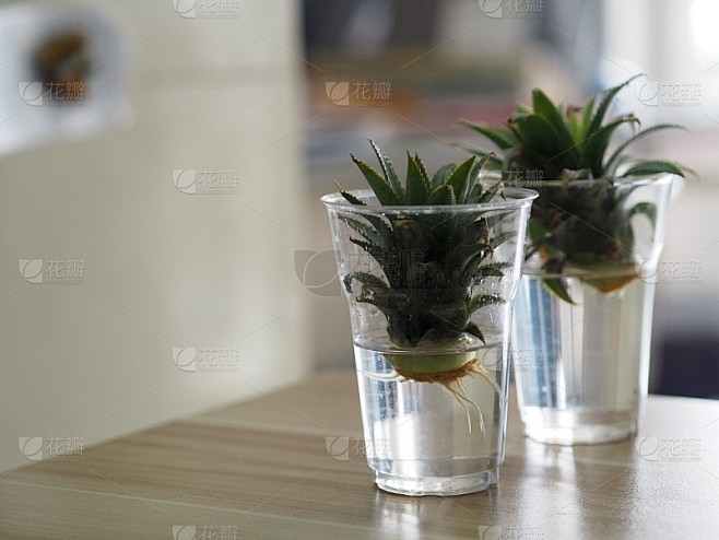 凤梨根发芽，繁殖，水玻璃凤梨种植，育种